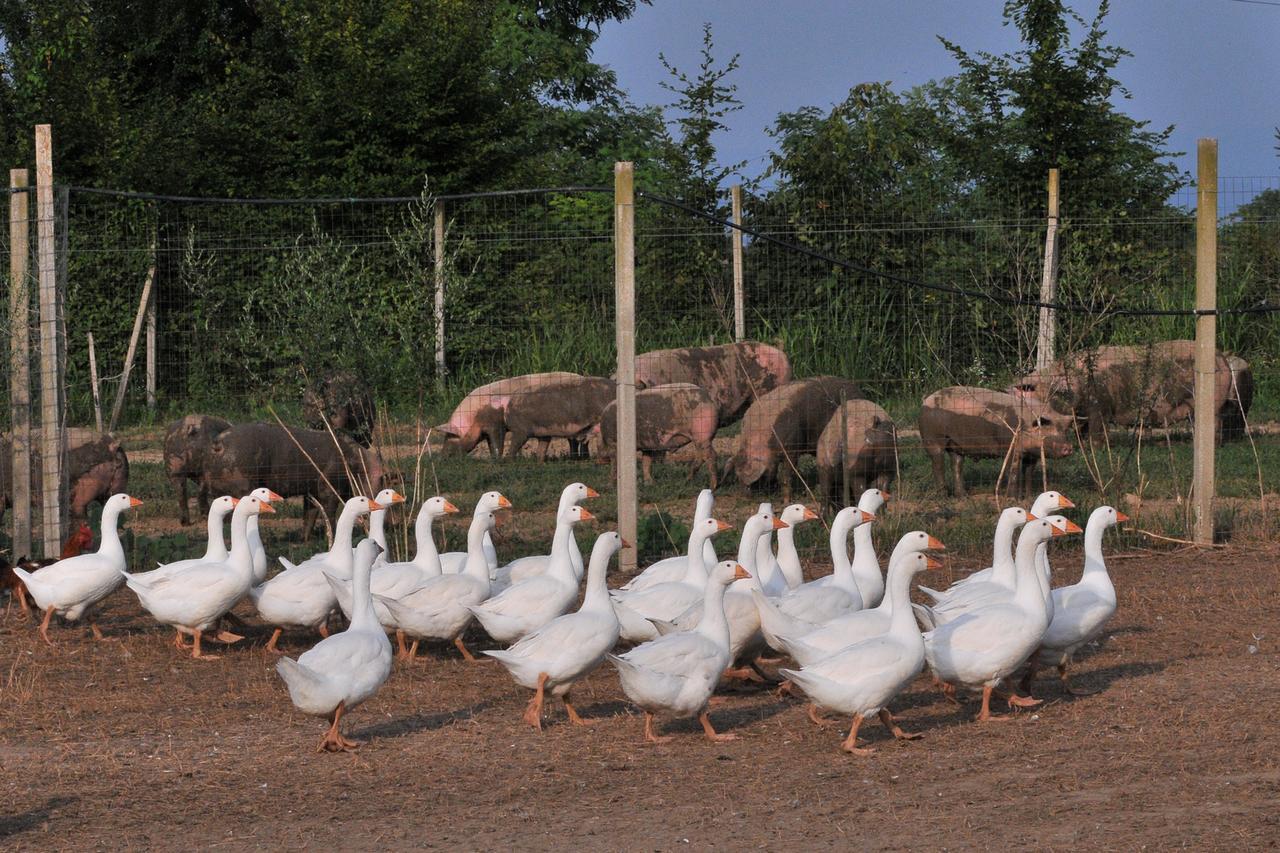 Agriturismo Le Oche Selvatiche Lauzacco Ngoại thất bức ảnh